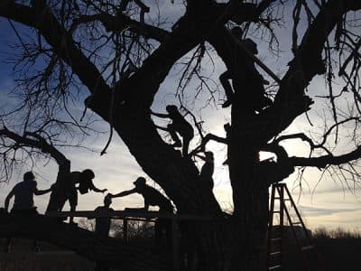 Teenagers and young people from our addiction and alcohol support group climb a tree near our drug rehab center in Denver.